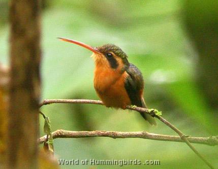 Hummingbird Garden Catalog: Reddish Hermit